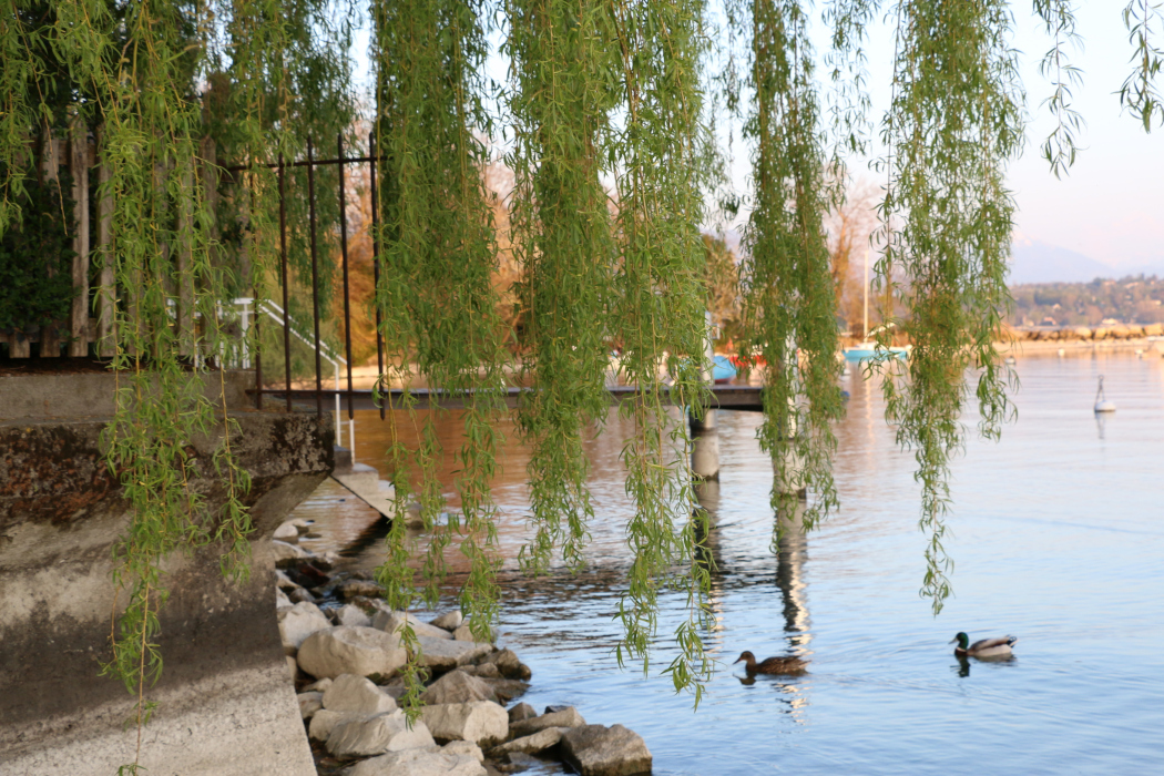 062_Creux-de_Genthod-scaled