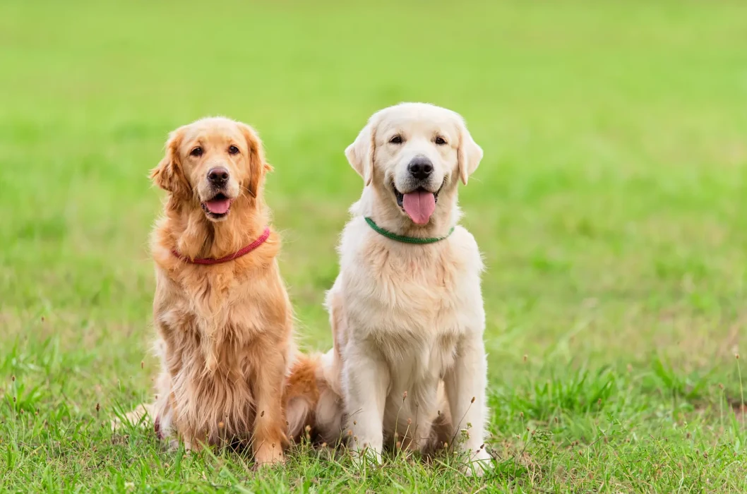 golden-retriever-showlinie-arbeitslinie