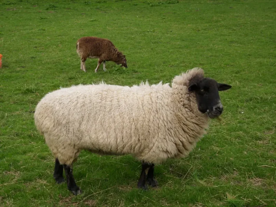 pecore-con-una-testa-nera-e-le-gambe-59294956