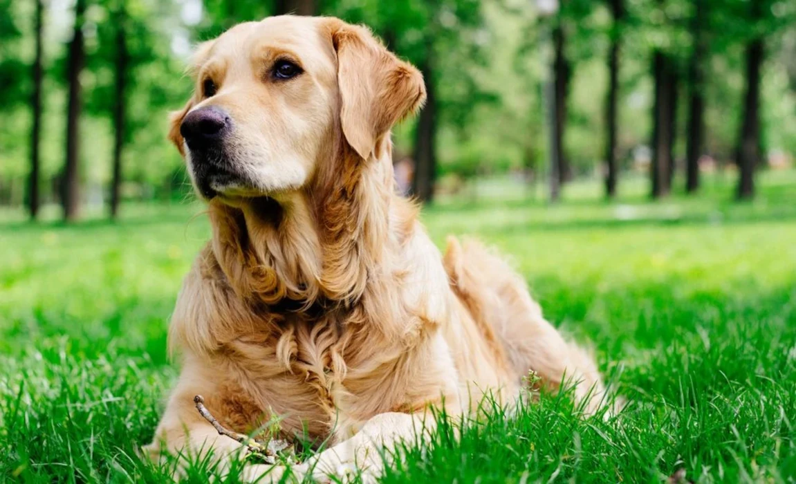 shutterstock_246054700-1000x608